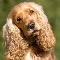 COCKER SPANIEL INGLES