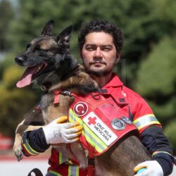 ENTRENAMIENTO PARA PERROS DE TRABAJO